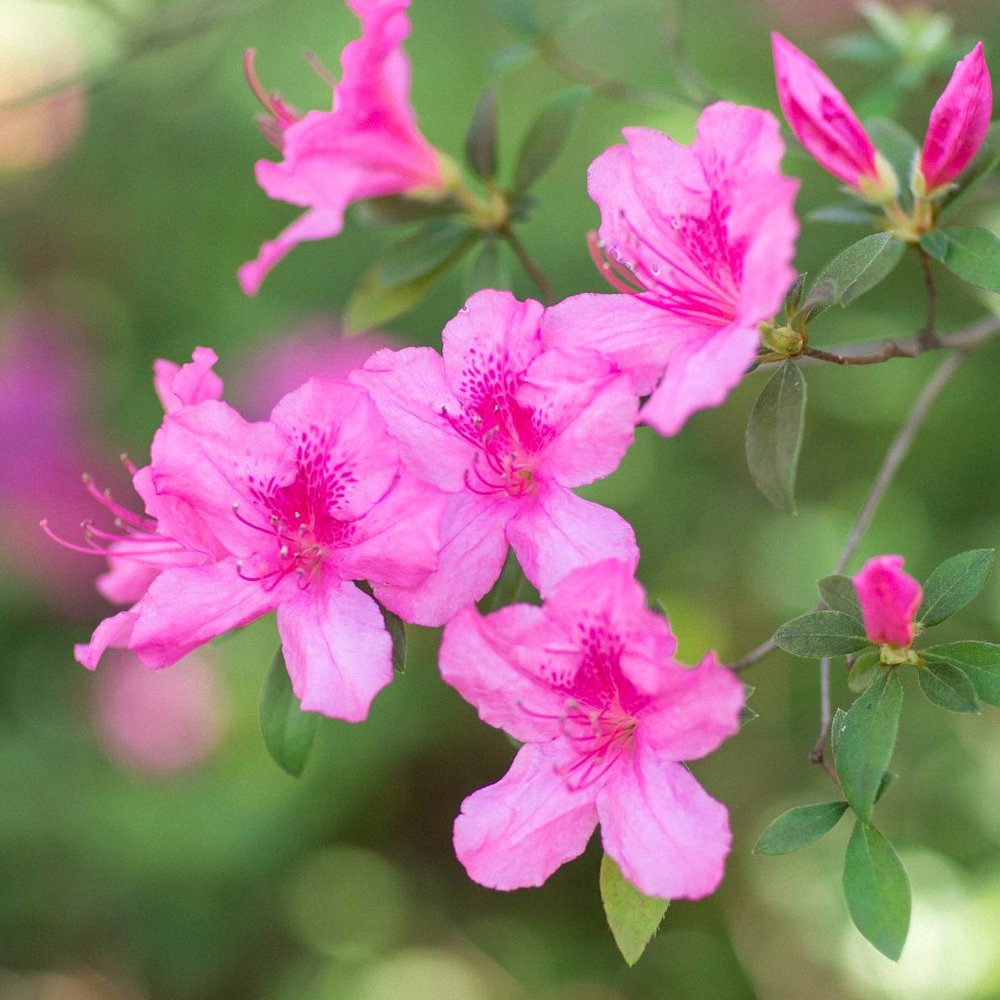 Meet your Posher, Tessa